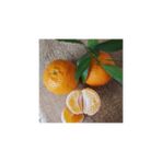 Köyceğiz Bitki Dünyası Klemantin Mandalina Fidanı (Aşılı Mandalina Fidanı)