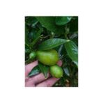 Köyceğiz Bitki Dünyası Limequat Fidanı (Limon-Kumkuat)