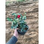 Koyu Kırmızı Gül Fidanı 15-25 Cm