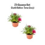 Koyu Pembe Renk Gazanya Çiçeği 2 Adet Saksılı(10-20Cm) Bahçe Balkon Çiçeği, BTS0101NA1331