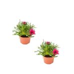 Koyu Pembe Renk Gazanya Çiçeği 2 Adet Saksılı(10-20Cm) Bahçe Balkon Çiçeği, BTS04062025BYB169