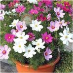 Kozmoz Çiçeği Tohumu 30 Adet Cosmos Dwarf Mix. - 1 Adet
