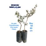 Kral Yöresel Ürünler 2 adet Trilya (Gemlik Cins) 1 yaş zeytin fidani