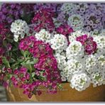 Kraliyet Halısı Tohumu Alyssum Flower Tohumu 5 Tohum+ Tohum