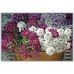 Kraliyet Halısı Tohumu Alyssum Flower Tohumu 5 Tohum+Hediye Tohum