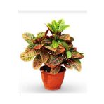 Kraton Bitkisi 30 40 Cm Boy Croton Petra 13 Cm Saksı Çapı Ev Bitkisi Ofis Bitkisi Salon Bitkisi, BRCSTTRNDYL0051