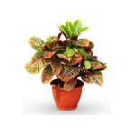 Kraton Bitkisi 30 40 Cm Boy Croton Petra 13 Cm Saksı Çapı Ev Bitkisi Ofis Bitkisi Salon Bitkisi, BTSR493