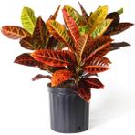 Kraton Bitkisi 60 cm Boy Croton Kroton Ev Bitkisi Ofis Bitkisi Salon Bitkisi