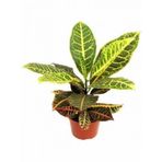 KRATON SALON BİTKİSİ 2 ADET - CROTON PETRA 30-50 cm