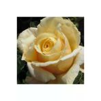 Krem Gül Fidanı 10-20 Cm