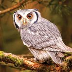 KS Games 100 Parça Animal Planet Bengal Eagle Owl Puzzle