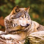 KS Games 100 Parça Animal Planet Lonewolf Puzzle