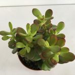 Küçük Boy Crassula Ovata Para Çiçeği Fidanı 10-20 Cm