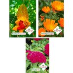 KUDRET NARI-PORTAKAL NERGİZİ-HOROZ İBİĞİ 3'LÜ ÇİÇEK TOHUM SETİ