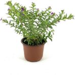 Küfeya Çiçeği Fidanı Mor 10-20 Cm
