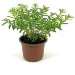 Kufeya Çiçeği Fidanı Mor Çiçekli 10-20 Cm