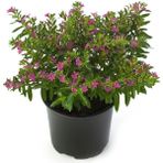 Kufeya Fidanı (Cennet Çiçeği) Pembe 10-20 cm