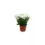 Kuğu Beyazı Saksılı Kasımpatı Fidanı Krizantem Chrysanthemum 10-20 Cm