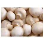 Kültür Mantarı (Paket)