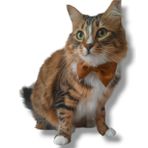 Kumaş Kedi Tasması - Saten Fiyonklu Kedi Tasması - Kedi Kemeri - Kedi Kuşağı