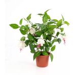 Küpe Çiçeği Küpeli Fidanı Fuchsia Hybida 10-20 cm