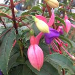 Küpeli Çiçeği Fidanı 5-15 Cm Fuchsia