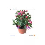 Küpeli Çiçeği Fidanı Pembe Mor 10-20 Cm