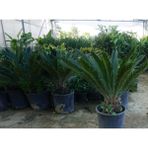 Kuralkan Sıkas Cycas Revoluta Plant Sikas Saksı Küçük