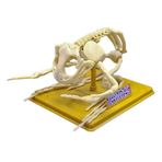 Kurbağa İskeleti Bilim Seti Kız Erkek Çocuk Oyuncak Eğitici Oyuncaklar