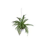 Kurdela Çiçeği - Chlorophytum - Askılı Saksı'da