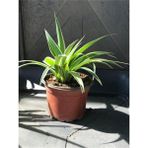 Kurdele Çiçeği (Chlorophytum Comosum) Fidanı 10-20 cm