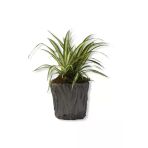 Kurdele Çiçeği Fidanı 10-20 Cm