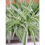 Kurdele Çiçeği Fidanı Chlorophytum 10-20 cm