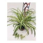 Kurdele Çiçeği - Sarkan Çiçek - Oksijen Kaynağı 10-20 Cm