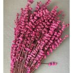 Kuru Çiçek Fuşya Lavanta Şoklanmış 40-50 Cm