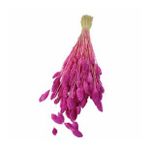 Kuru Çiçek Kuş Otu Şoklanmış Kurutulmuş 40 CM Fuşya
