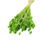 Kuru Çiçek Kuş Otu Şoklanmış Kurutulmuş 40 CM Yeşil