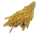 Kuru Çiçek Şoklanmış Lavanta Hardal 100 Gr