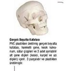 Kuru kafa MAKETİ