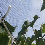 Kuş Ağları, Bitkiler için Premium Dolu Önleyici ve Kuş Ağları - Meyve Ağaçları ve Sebzeler (Tomates Yaban Mersini) için İnce Örgü Kedi Koruma Örtüleri - Sera ve Balkon Kullanımı Çoklu (4x100m)