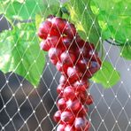 Kuş Ağları, Meyve Ağları için Ekstra Büyük Kuş Ağları Ağır Hizmet Tipi Beyaz Plastik Hasır Rulo (15x15m) Bahçe Üzüm Çilek Yaban Mersini Tavuk Eskrim Dış Mekan Koruması için