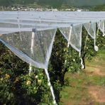 Kuş Ağları, Sera Bitkileri için Beyaz Bahçe Kuş Ağları Meyve ve Vetable Koruma İnce Örgü Kuş Koruma Ağı Çiçekler ve Göletler için Çoklu Boyutlar (10 x 20 m)