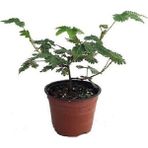Küstüm Çiçeği 10-30 cm Saksıda Mimosa Pudica