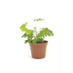 Küstüm Çiçeği Fidanı 10-20 Cm 5 Adet Tüplü