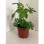 Küstüm Çiçeği Fidanı 10-20 cm