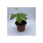 Küstüm Çiçeği Fidanı Küçük Boy 10-20 Cm Mimosa Pudica
