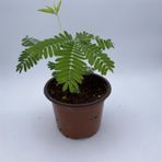Küstüm Çiçeği Fidanı Küçük Boy 3-13 Cm Mimosa Pudica