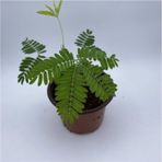 Küstüm Çiçeği Fidanı Özel Ürün 10-20 Cm