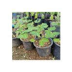 Küstüm Çiçeği Mimosa Pudica 2 Adet 10-20 cm