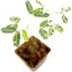 Küstüm Çiçeği Mimosa Pudica Hassas Çiçek 10-20 cm